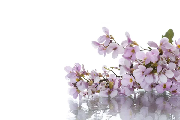 작은 봄 forget-me-nots 핑크 — 스톡 사진