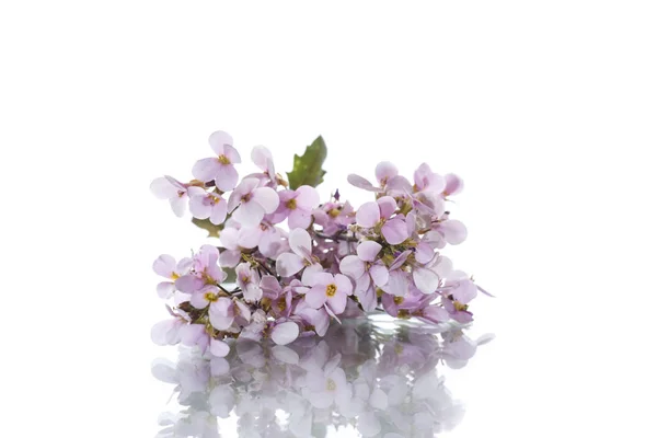 Rózsaszín kis tavaszi Mist — Stock Fotó
