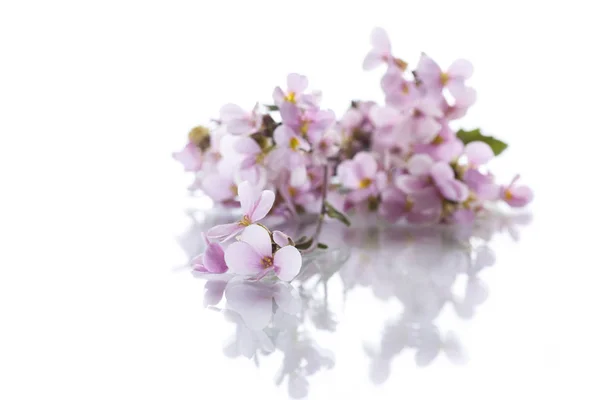 Pequeña primavera rosa olvídame. — Foto de Stock