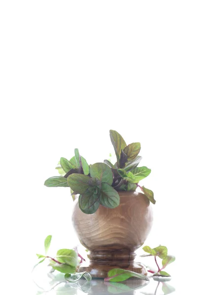 Un mazzo di menta fresca primaverile in un vaso di legno — Foto Stock