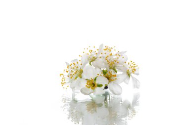 izole çiçek güzel beyaz çiçek