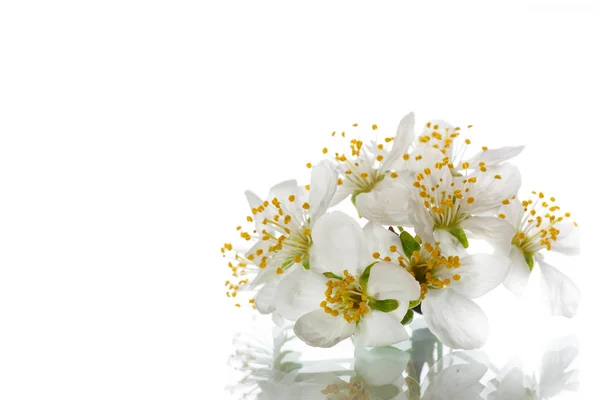 Blooming beautiful white flower isolated — Stock Photo, Image