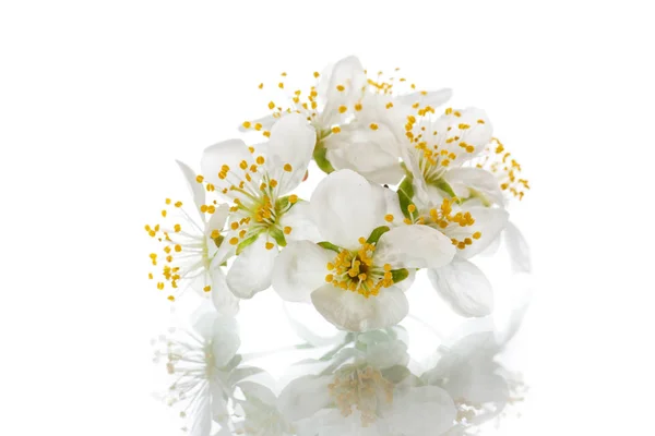 Floraison belle fleur blanche isolée — Photo