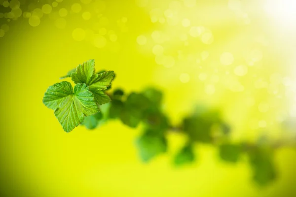 Branch of black currant with young leaves — Stock Photo, Image