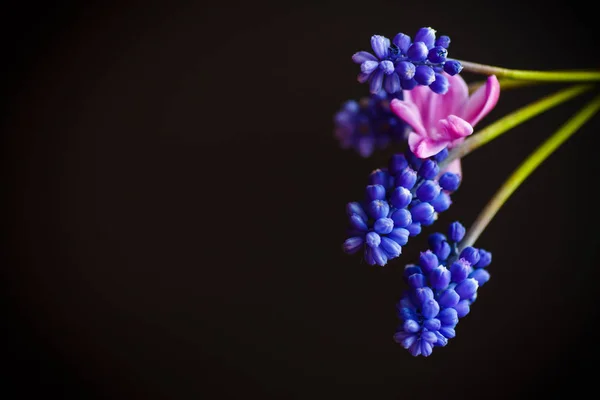 Güzel bir buket bahar çiçeği. — Stok fotoğraf