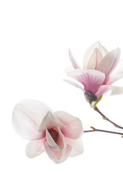 Vackra rosa magnolia blomma — Stockfoto