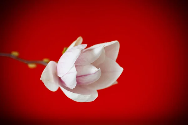 美丽的粉红色玉兰花 — 图库照片