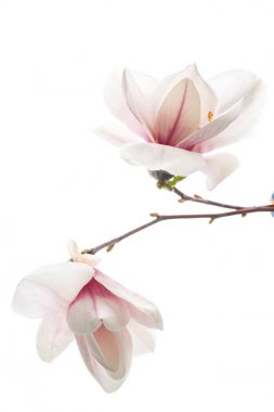 Güzel pembe Manolya çiçek