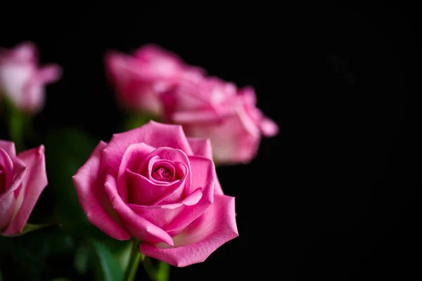 Smuk lyserød rose - Stock-foto