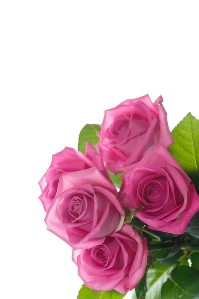 아름다운 분홍빛 장미 — 스톡 사진