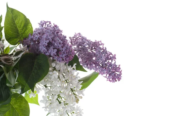 Buket lilac — Stok fotoğraf