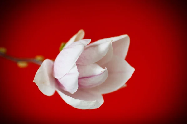 Bellissimo fiore di magnolia rosa — Foto Stock