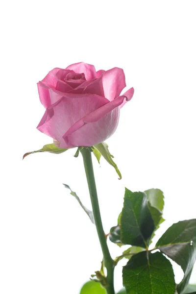 Beautiful pink rose — Stock Photo, Image