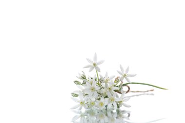 Tükürük otu umbellatum. Güzel beyaz çiçekler.