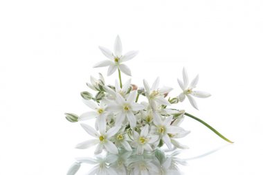 Tükürük otu umbellatum. Güzel beyaz çiçekler.