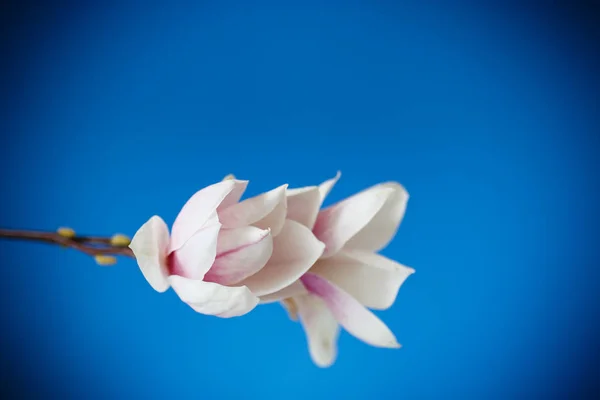 Hermosa flor de magnolia rosa — Foto de Stock