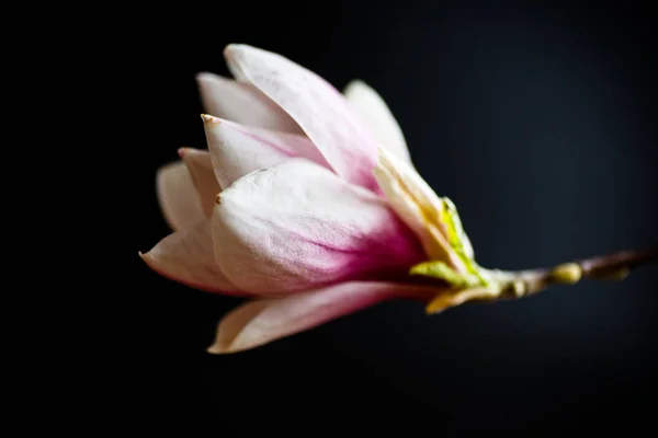 Linda flor de magnólia rosa — Fotografia de Stock