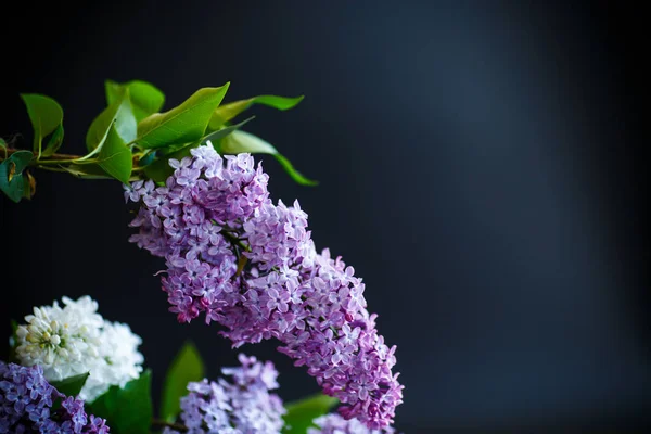 Branch of lilac — Stock Photo, Image