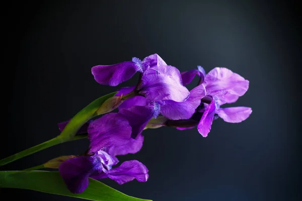 Flor púrpura iris —  Fotos de Stock