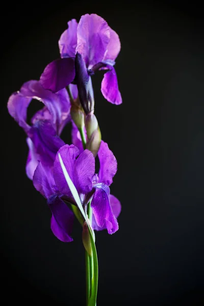 Mor çiçek iris — Stok fotoğraf