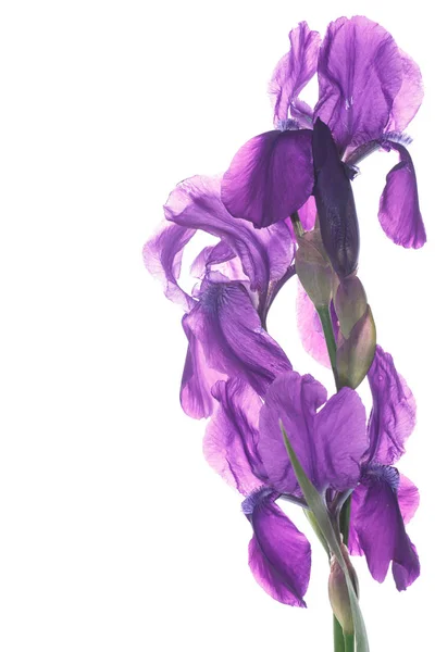 Mooie donkere paarse iris bloem — Stockfoto