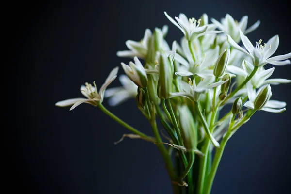 Ornithogalum umbellatum .Lindas flores brancas . — Fotografia de Stock