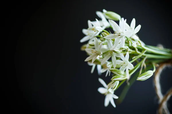 Ornithogalum umbellatum. Hermosas flores blancas . — Foto de Stock