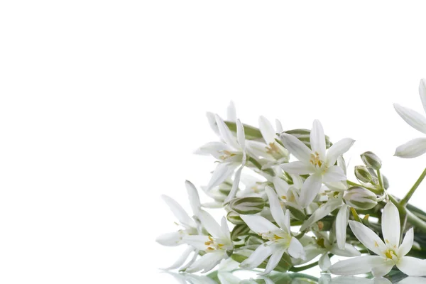 Ornithogalum umbellatum .schöne weiße Blüten. — Stockfoto