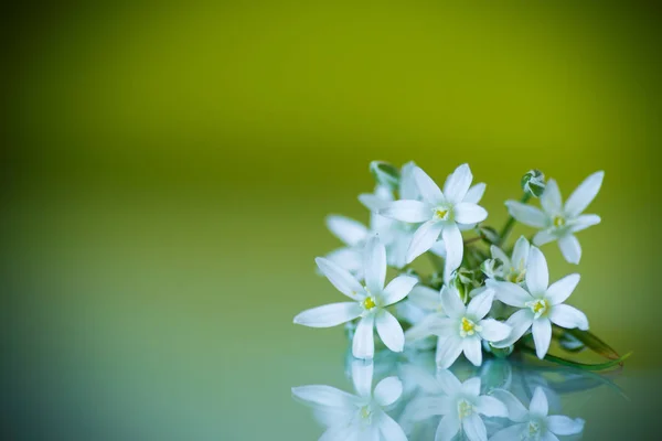 Snědek chocholičnatý. Krásné bílé květy. — Stock fotografie