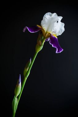 Iris çiçeği beyaz mor yaprakları ile