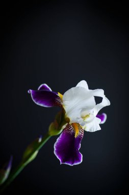 Iris çiçeği beyaz mor yaprakları ile