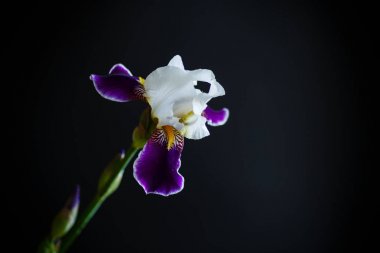 Iris çiçeği beyaz mor yaprakları ile