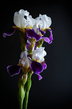 Iris çiçeği beyaz mor yaprakları ile