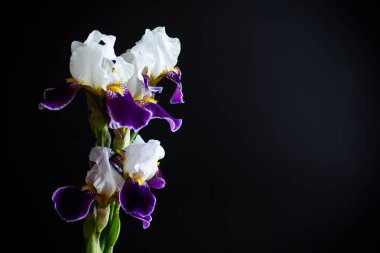 Iris çiçeği beyaz mor yaprakları ile