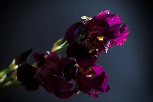 Flor íris roxa — Fotografia de Stock