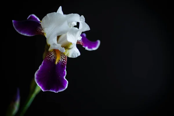 Iris flor blanca con pétalos púrpura —  Fotos de Stock