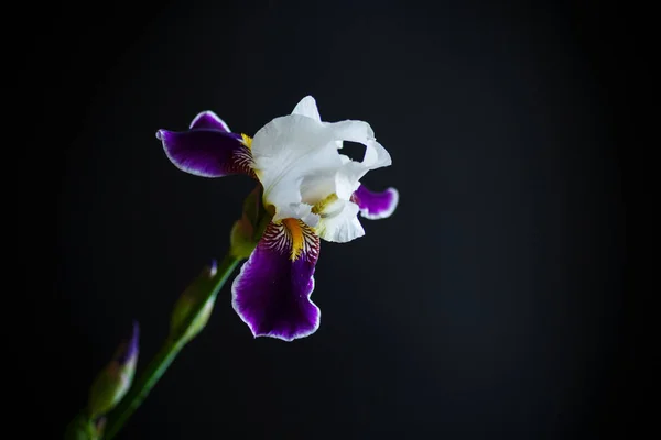Iris flor blanca con pétalos púrpura —  Fotos de Stock