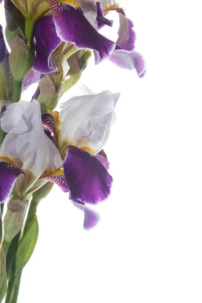 Iris flor blanca con pétalos púrpura — Foto de Stock