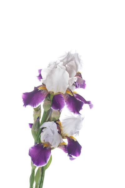 Ірис квітка білий з фіолетовим пелюстки — стокове фото
