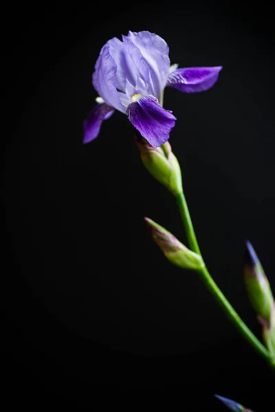 Iris blomma blå med lila kronblad — Stockfoto