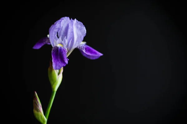 Iris blomma blå med lila kronblad — Stockfoto