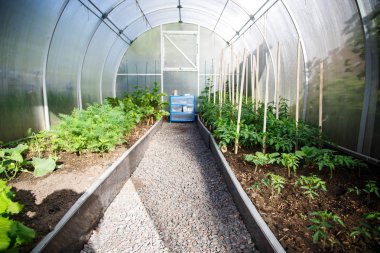 İçinde sera sebze ve yeşillik dikti