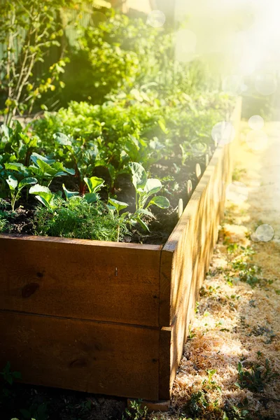 Jardín verde de primavera en una caja de madera —  Fotos de Stock