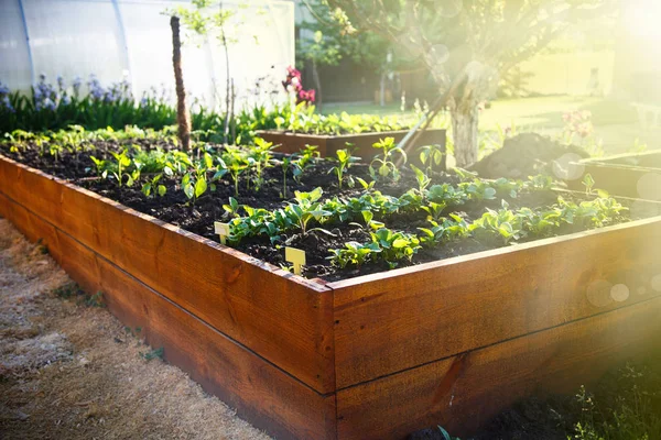 Jardín verde de primavera en una caja de madera — Foto de Stock
