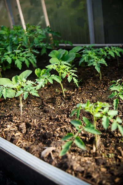 Tomate de semillero de crecimiento —  Fotos de Stock