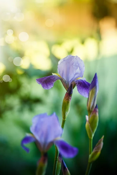 Iris Blume blau mit lila Blütenblättern — Stockfoto