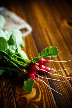 Olgun grup kırmızı turp