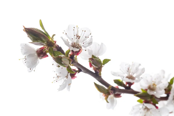 Branch of blooming spring apricots — Stock Photo, Image