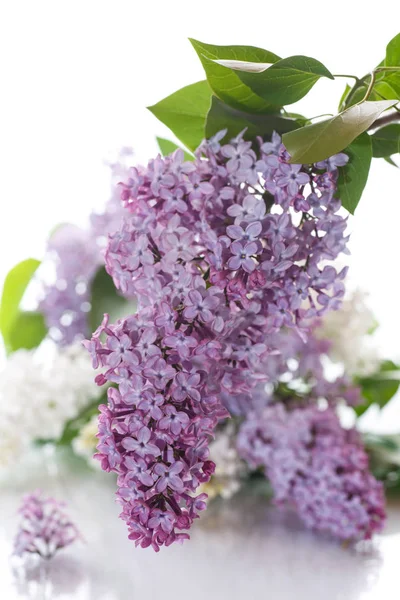 Buket lilac — Stok fotoğraf