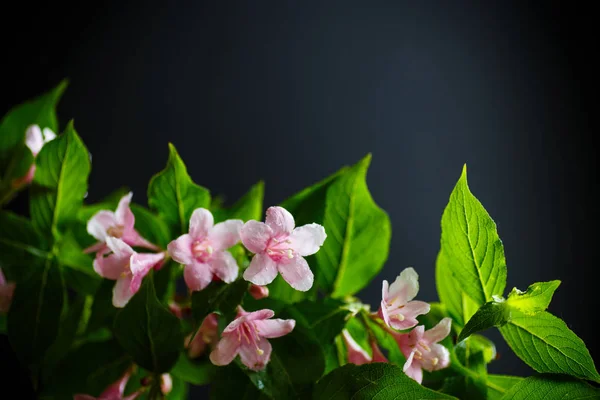 Güzel pembe çiçekler Weigela — Stok fotoğraf